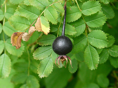 Black Rose Hip, Rosa Pimpinellifolia thumbnail