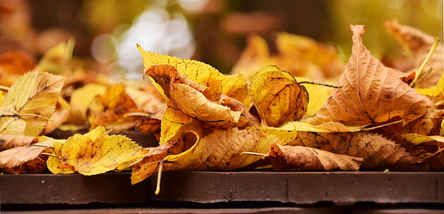 dried leaves thumbnail