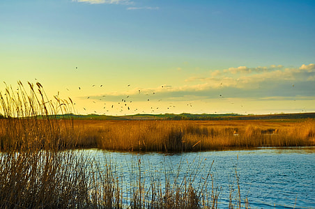 green grass field by the body of water thumbnail