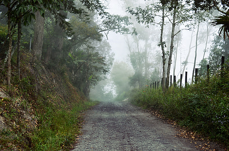 Path through the foggy forest in Boyaca, Columbia thumbnail
