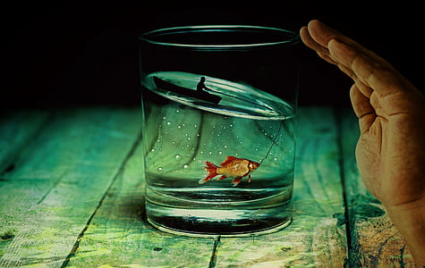 fish inside the clear drinking glass thumbnail