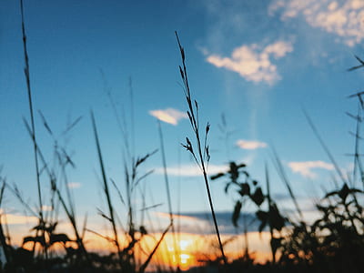 selective focus photo of grass during golden hour thumbnail
