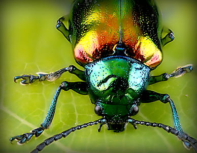 micro photography of green june beetle on leaf thumbnail