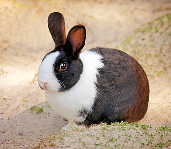 photo of brown and white rabbit on seashore thumbnail