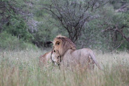 lion and lioness thumbnail