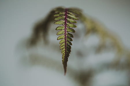 Close up of a fern leaf with blurred background thumbnail