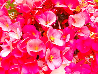 nature, flowers, petals, flower thumbnail