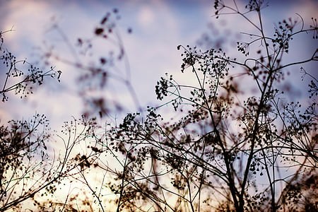 shallow focus photography of leaves thumbnail