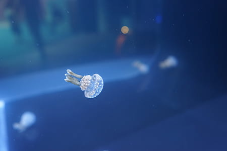 jellyfish on body of water thumbnail