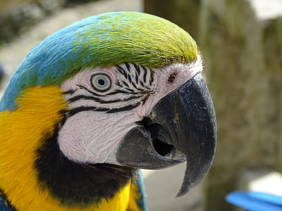 close-up photo of blue, green, and black parrot thumbnail