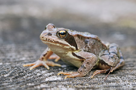 closeup photo of gray frog on gray surface thumbnail