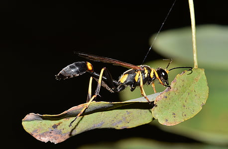 black and yellow wasp on leaf thumbnail