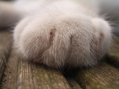 white dog paw thumbnail