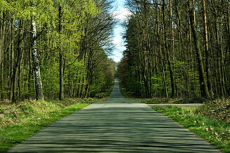 gray concrete road between green trees thumbnail