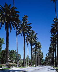 palm trees during daytime thumbnail