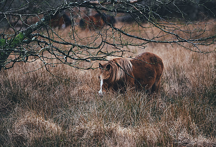 brown horse on green grass field thumbnail