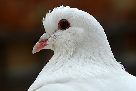 white pigeon thumbnail