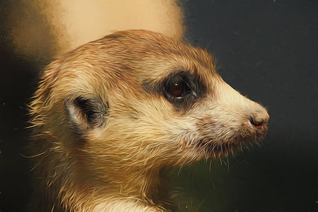 photo of meerkat thumbnail