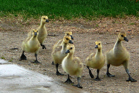group of ducklings on soil thumbnail