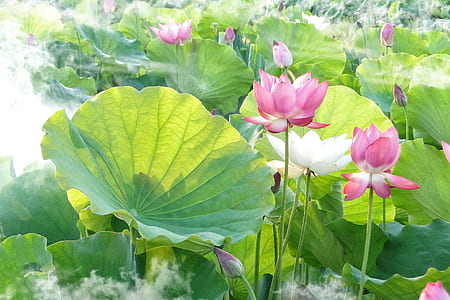 pink flowers with green leaf plants thumbnail