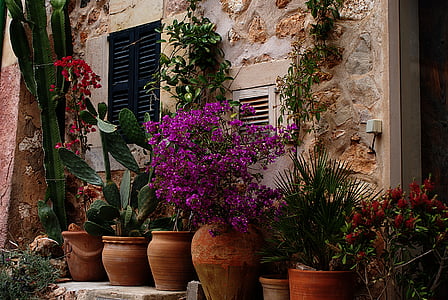assorted potted plants beside brown concrete building thumbnail