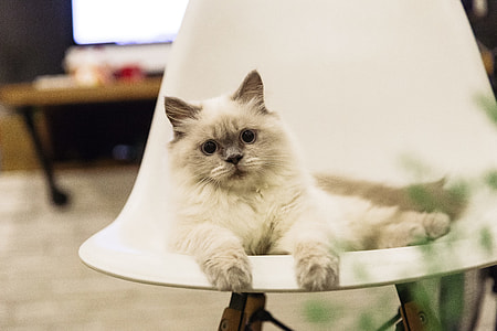 Cat with Large Eyes on Chair thumbnail