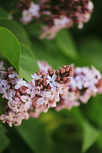 white and pink flowers thumbnail