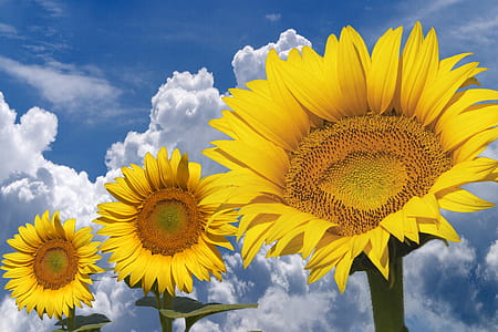 Sunflowers thumbnail
