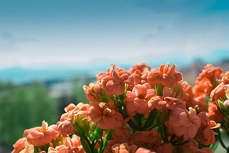 selective focus photography of pink-petaled flowers thumbnail