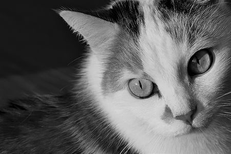 grayscale photo of cat thumbnail