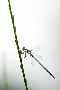 Dragonfly, Small Emerald Damselfly thumbnail