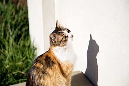 tortoiseshell cat looking to white painted wall near green grass thumbnail
