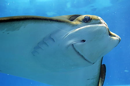 white and black stingray underwater thumbnail
