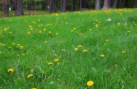 Grass field with sunflowers at Council Grounds State Park, Wisconsin thumbnail