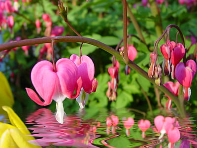 selective focus photo of pink bleeding heart flowers thumbnail