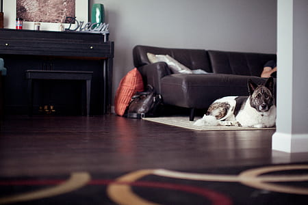 black and white dog lying on white area rug thumbnail