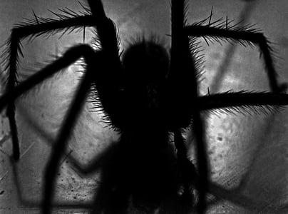 grayscale photography of spider thumbnail