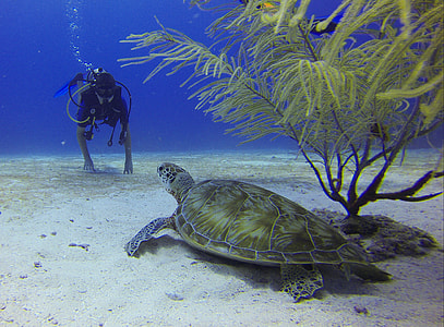person in scuba diving gear set facing sea turtle beside green coral thumbnail