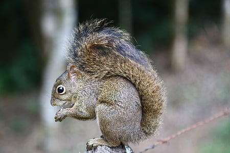 selective focus photography of squirrel on gray platform thumbnail