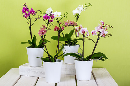 white, purple and red petaled flowers in white pots thumbnail