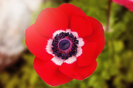 macro photography of red anemone flower thumbnail