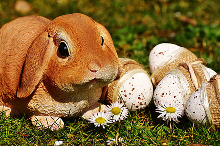 depth of field photography of Easter bunny beside eggs on green grass field thumbnail