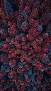 red and blue leaf trees aerial photography thumbnail