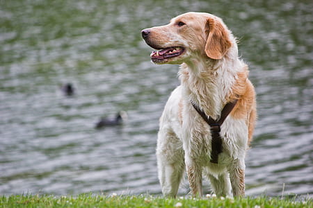 selective focus photography of dog on grass with body of water background thumbnail