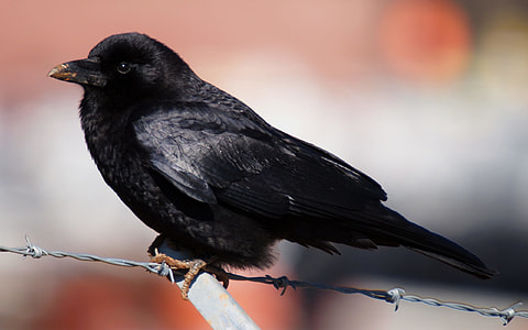 selective focus photography of black bird on barbwire thumbnail