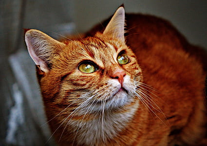 yellow tabby cat thumbnail