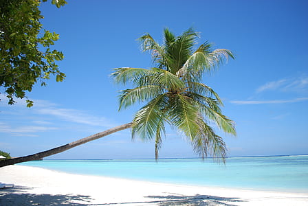 palm tree near body of water thumbnail