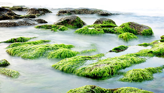 timelapse photography of algae in the sea thumbnail
