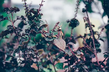 plants during daytime thumbnail