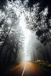 landscape photography of road in the middle of tall trees thumbnail